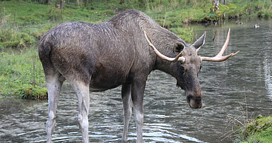 Elch im Wasser, © Wildpark Grünau