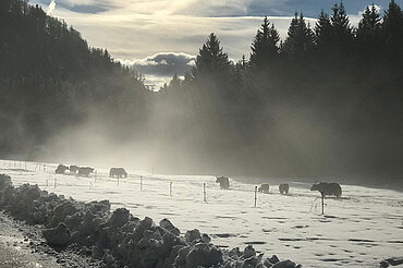 Rinder im Winter auf der Hochsteigalm, (c) www.hochsteinalm.at